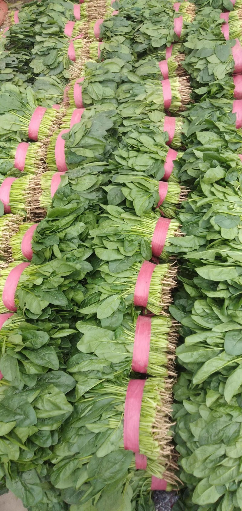 【菠菜】河北精品菠菜产地直销质量保证专业打包，装车，