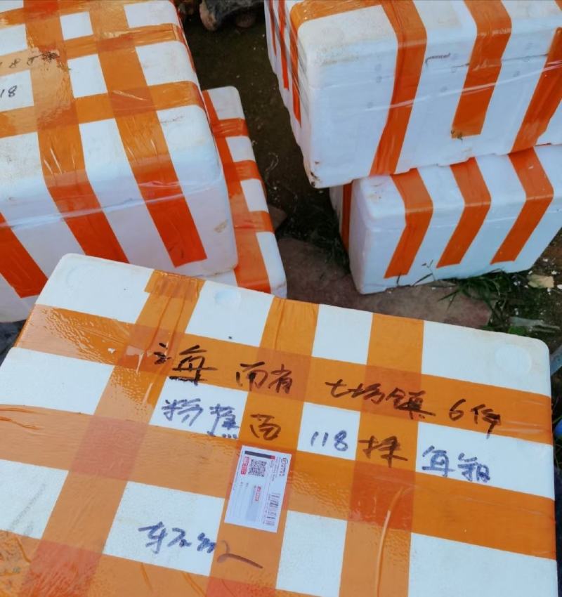 大量批发出售农科院制种香蕉苗/西贡粉蕉苗/金粉一号蕉苗