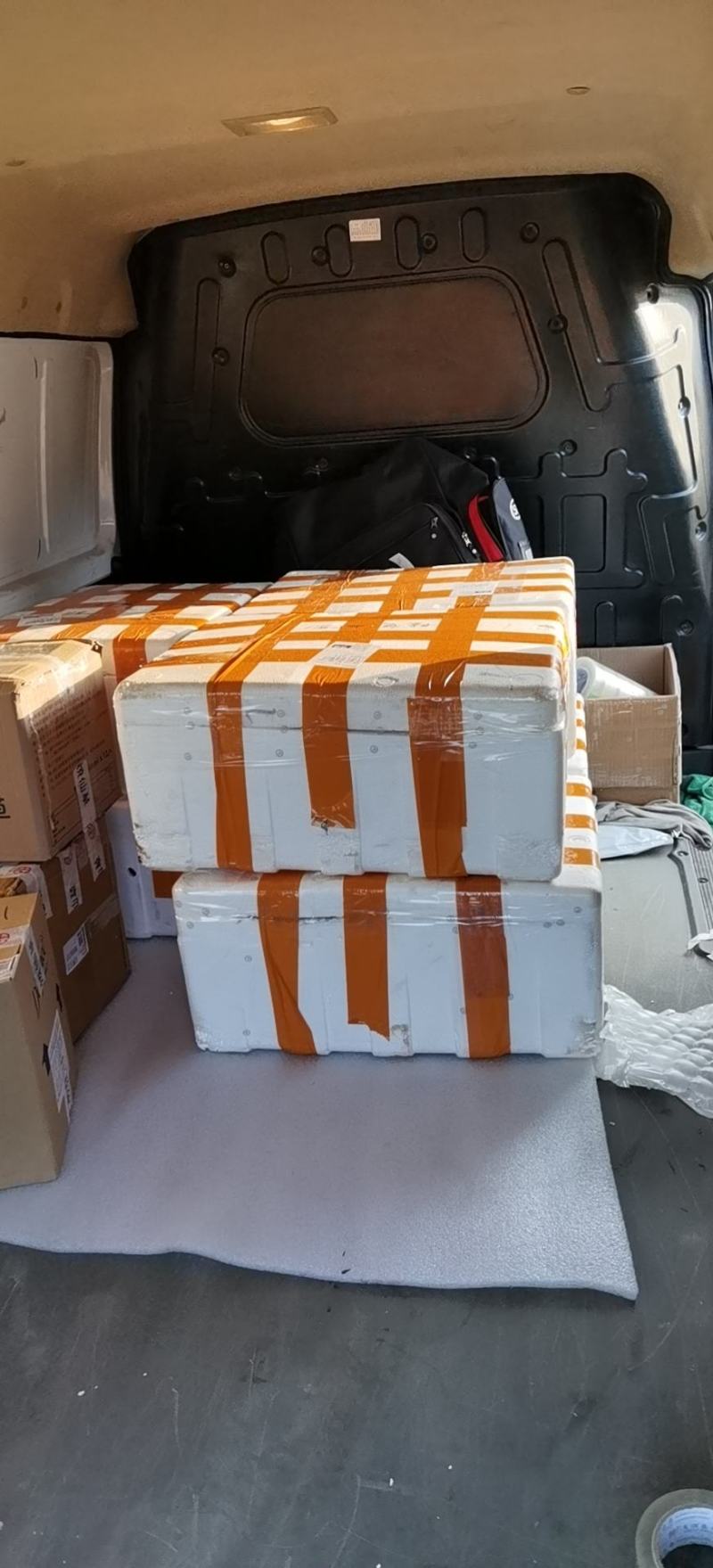 大量批发出售农科院制种香蕉苗/西贡粉蕉苗/金粉一号蕉苗