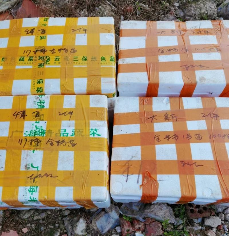 大量批发出售农科院制种香蕉苗/西贡粉蕉苗/金粉一号蕉苗