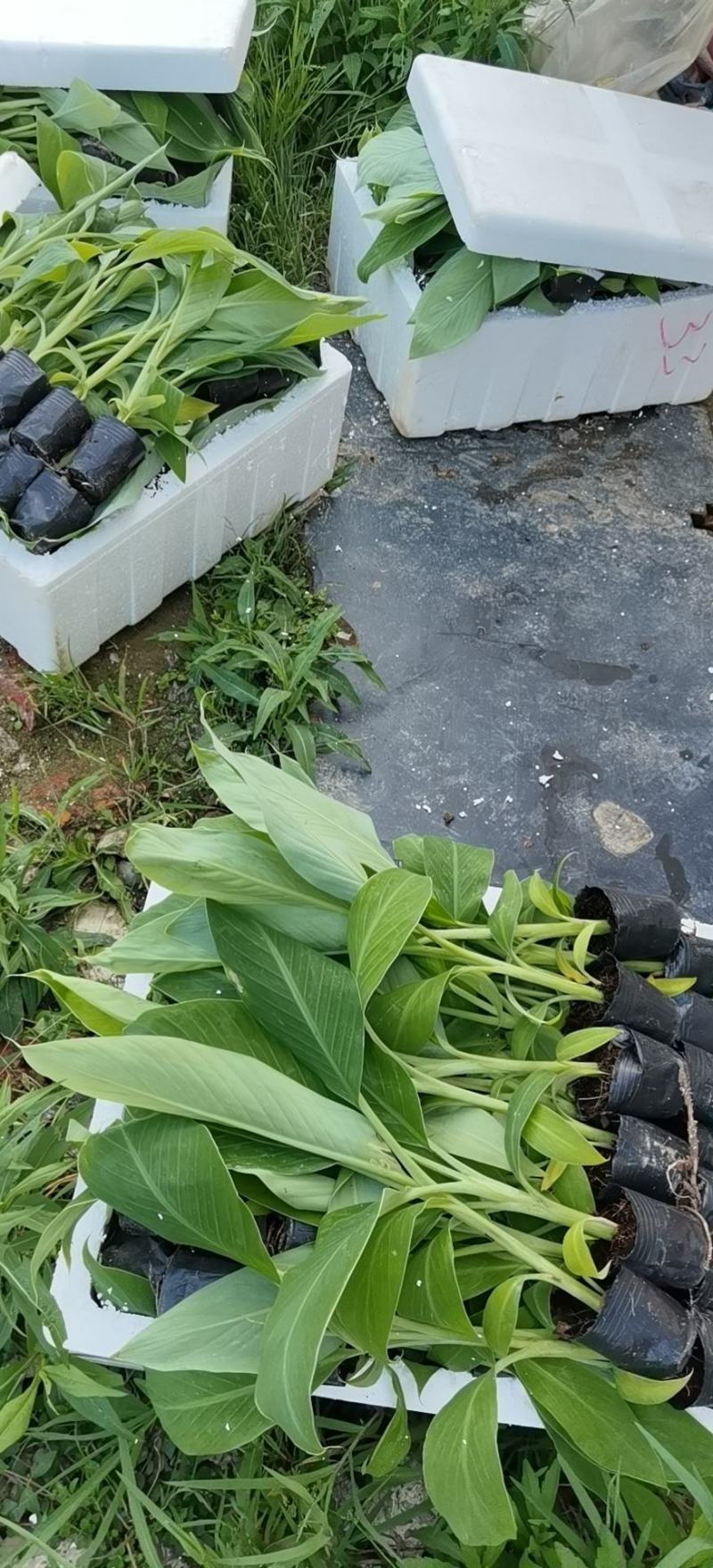 大量批发出售农科院制种香蕉苗/西贡粉蕉苗/金粉一号蕉苗