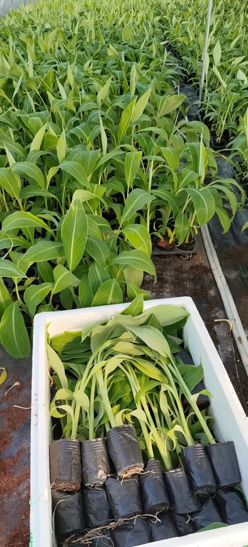大量批发出售农科院制种香蕉苗/西贡粉蕉苗/金粉一号蕉苗