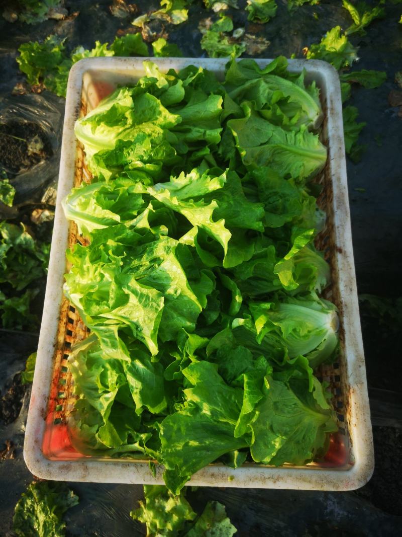 生菜成都本地生菜15年生菜种植经验成都生菜精品生菜
