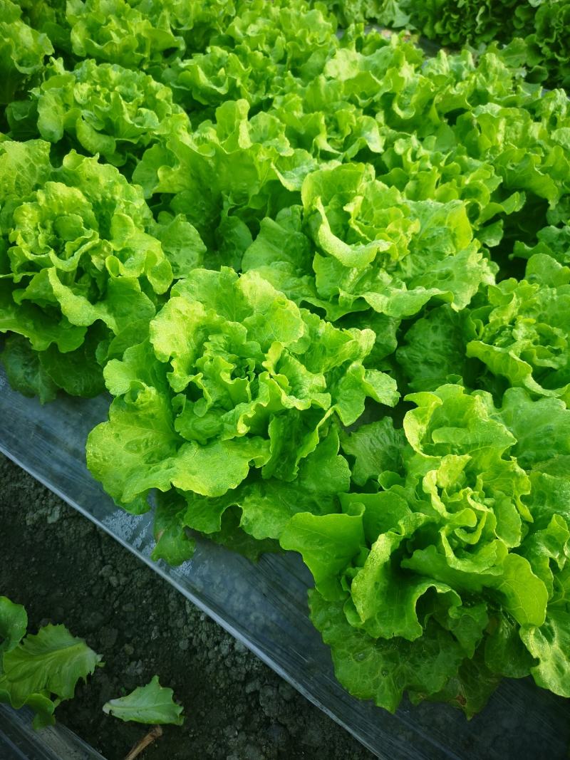 生菜成都本地生菜15年生菜种植经验成都生菜精品生菜