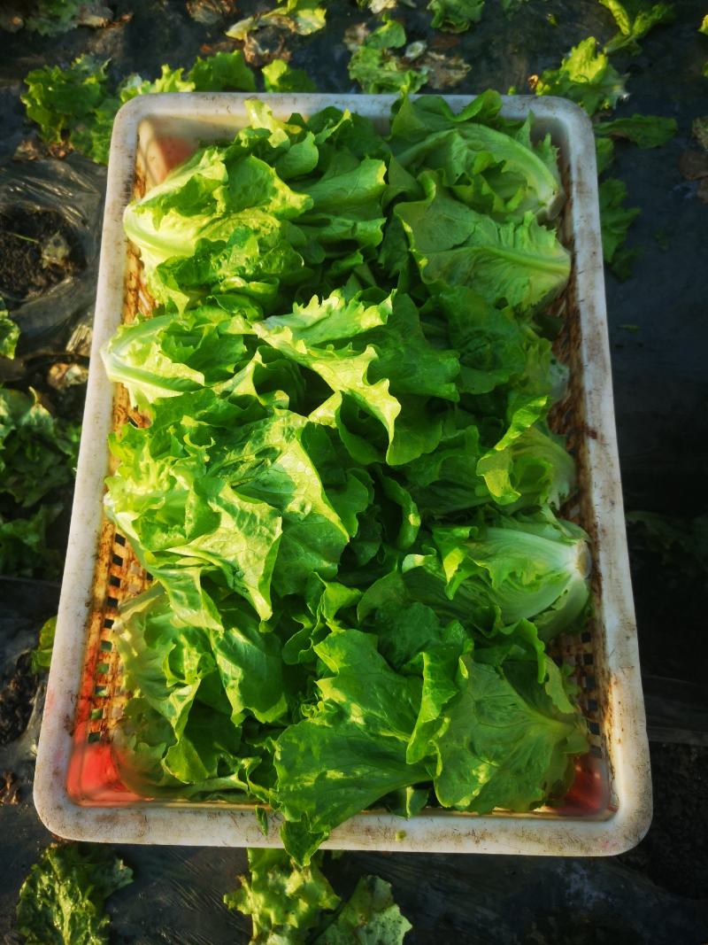 生菜成都本地生菜15年生菜种植经验成都生菜精品生菜