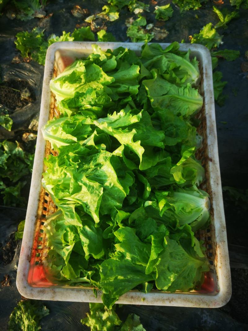 生菜成都本地生菜15年生菜种植经验成都生菜精品生菜