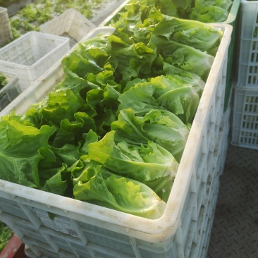 生菜成都本地生菜15年生菜种植经验成都生菜精品生菜