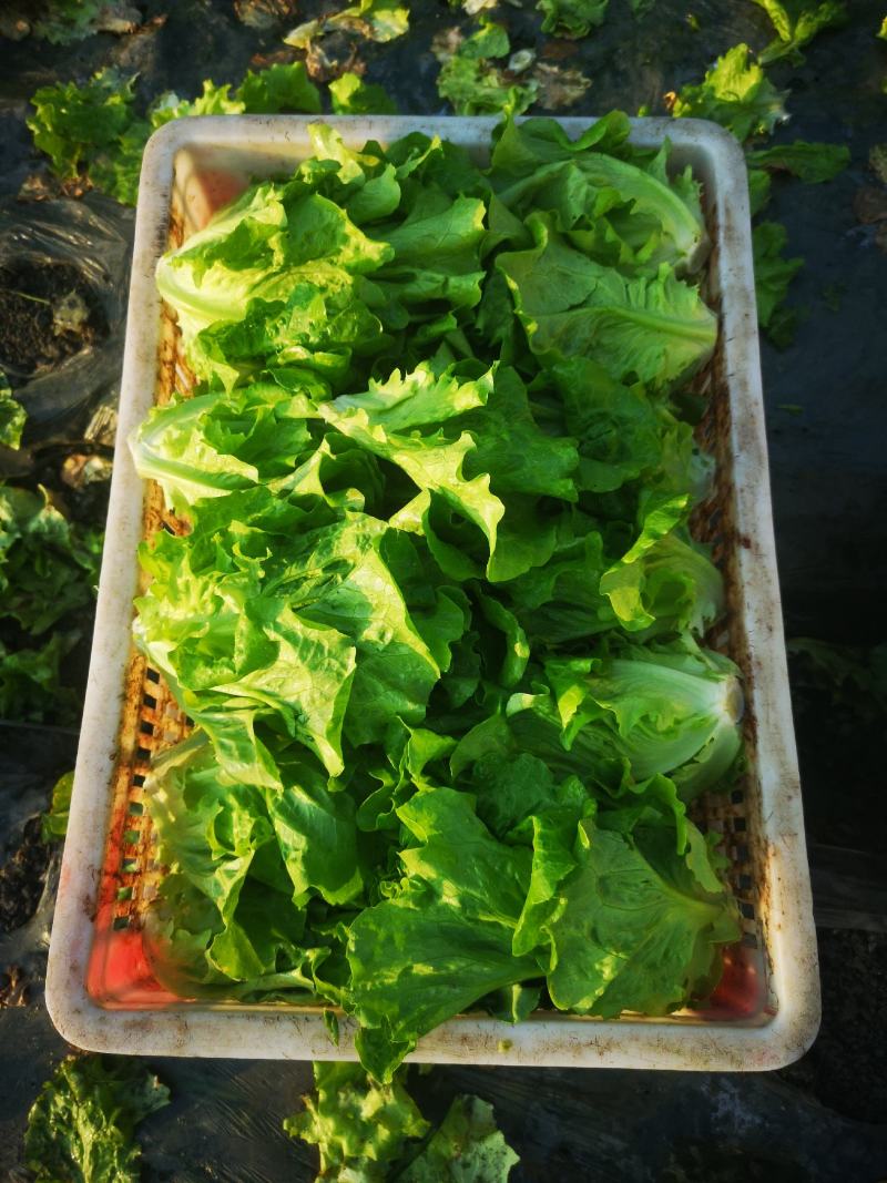 生菜成都本地生菜15年生菜种植经验成都生菜精品生菜
