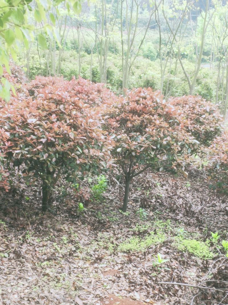 6公分，7公分，8公分，10公分红叶石楠