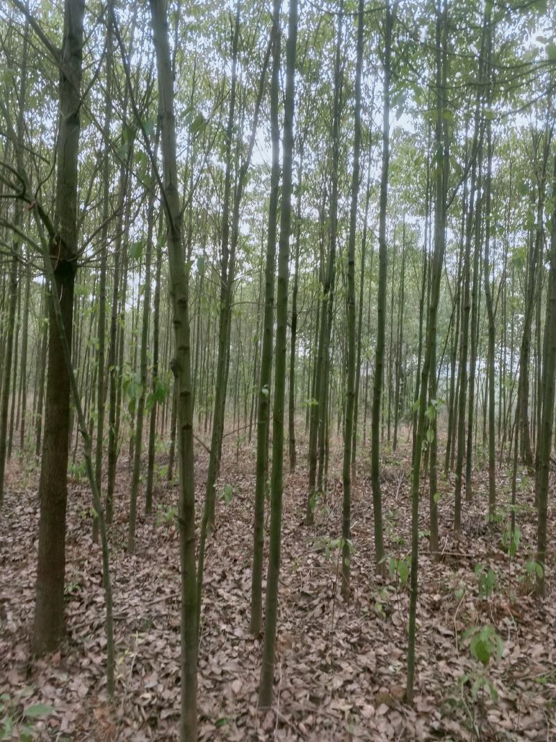 5公分，6公分，7公分，8公分，10公分光杆香樟