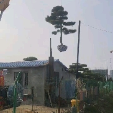 造型黑松景观黑松地景黑松供应移栽树