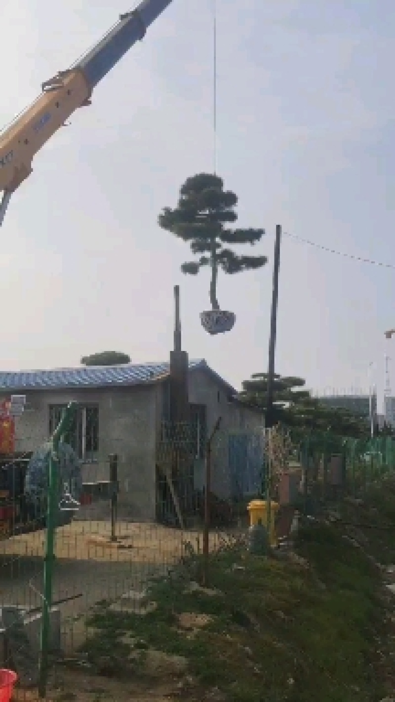 造型黑松景观黑松地景黑松供应移栽树