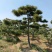 造型黑松景观黑松地景黑松供应移栽树