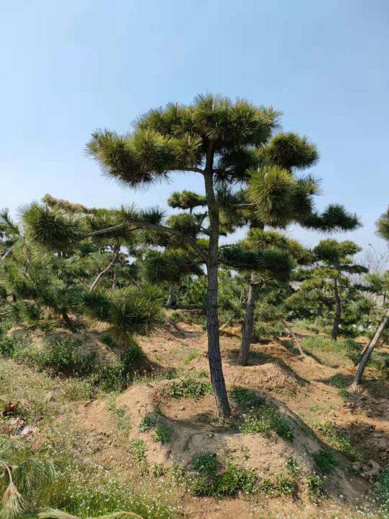 造型黑松景观黑松地景黑松供应移栽树
