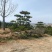 造型黑松景观黑松地景黑松供应移栽树
