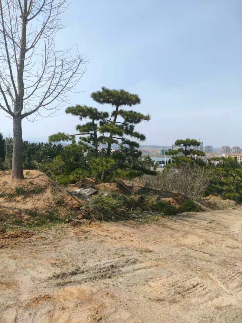 造型黑松景观黑松地景黑松供应移栽树
