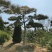 造型黑松景观黑松地景黑松供应移栽树
