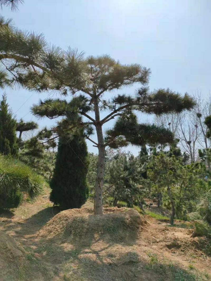 造型黑松景观黑松地景黑松供应移栽树