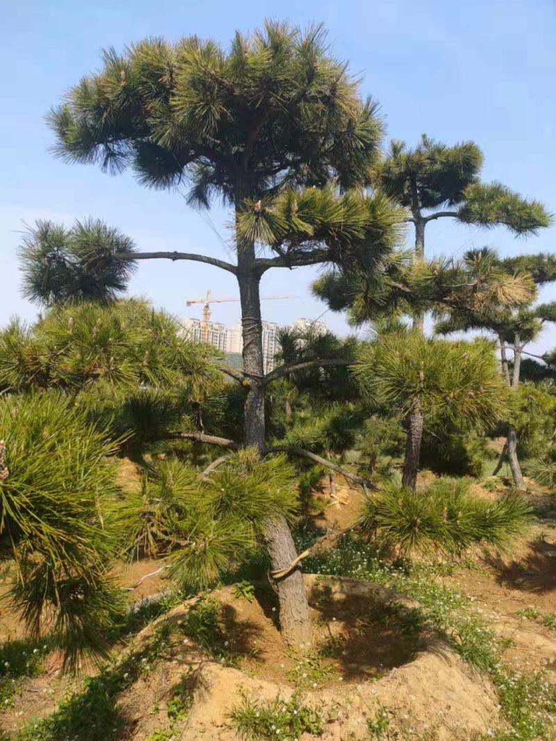 造型黑松景观黑松地景黑松供应移栽树