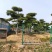 造型黑松景观黑松地景黑松供应移栽树