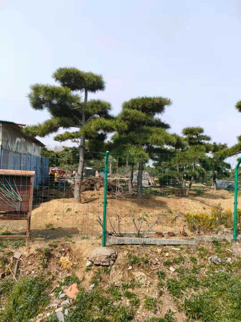 造型黑松景观黑松地景黑松供应移栽树