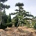 造型黑松景观黑松地景黑松供应移栽树
