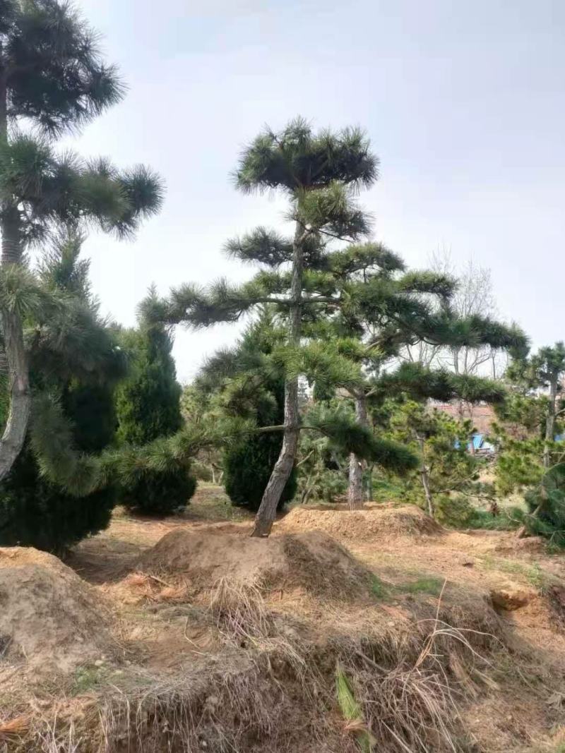 造型黑松景观黑松地景黑松供应移栽树