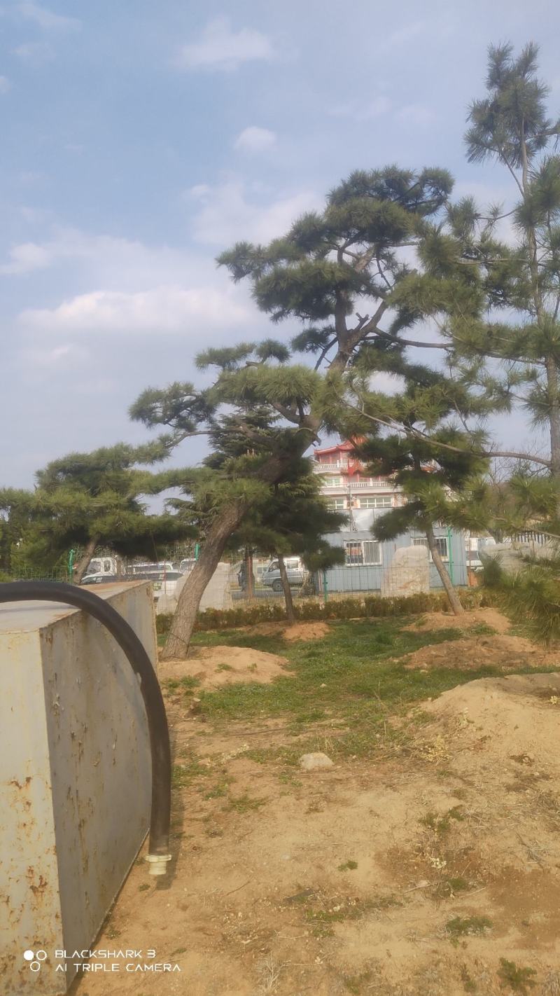 造型黑松景观黑松地景黑松供应移栽树