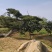 造型黑松景观黑松地景黑松供应移栽树