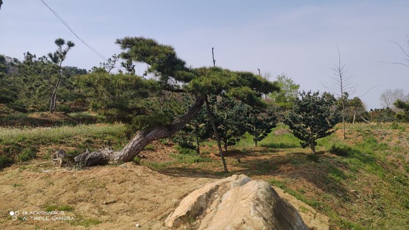 造型黑松景观黑松地景黑松供应移栽树