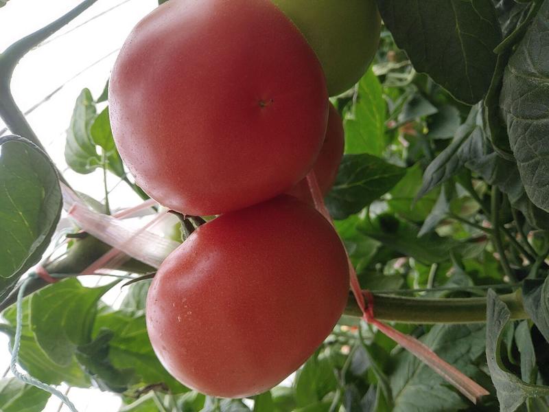 硬粉西红柿四五穗柿子。量大。没空果，有硬度颜色好。