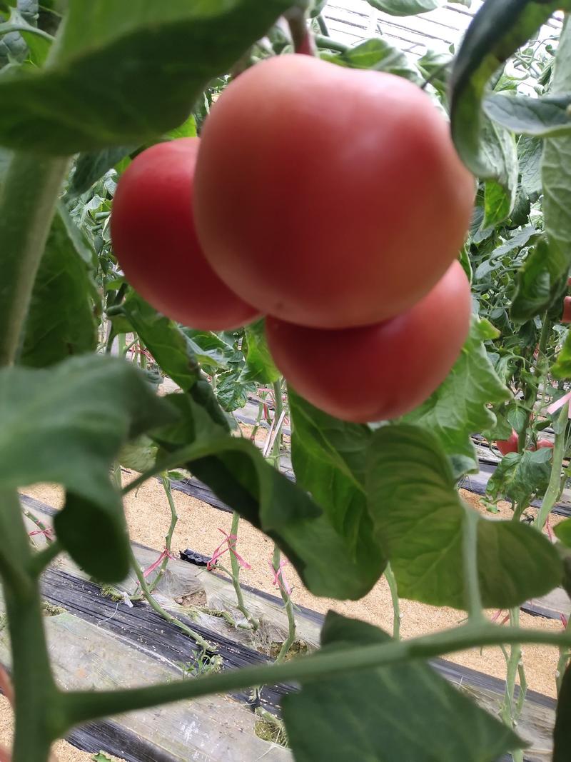 硬粉西红柿四五穗柿子。量大。没空果，有硬度颜色好。