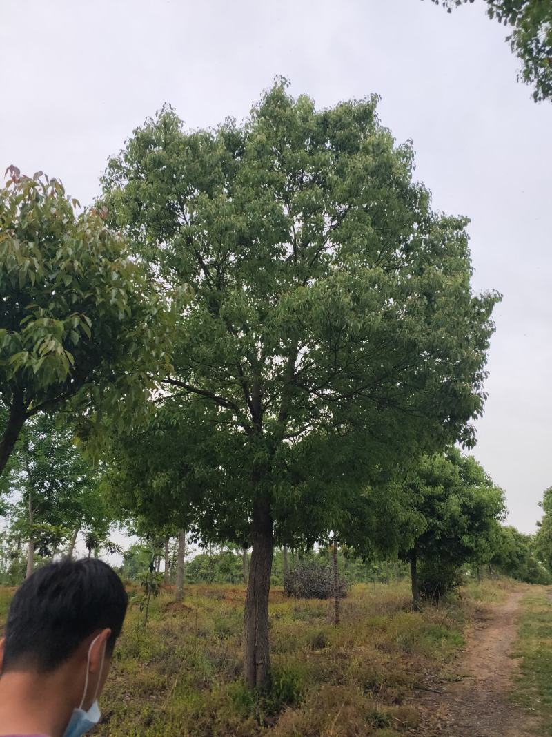 25公分香樟，28公分香樟，30-50公分香樟，