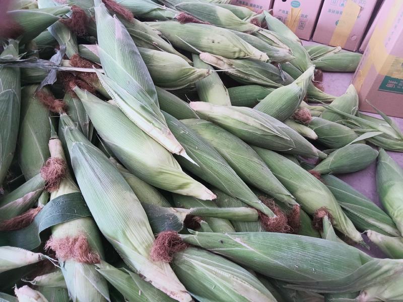 云南水果玉米一件代发甜脆玉米电商代发保质保量包售后