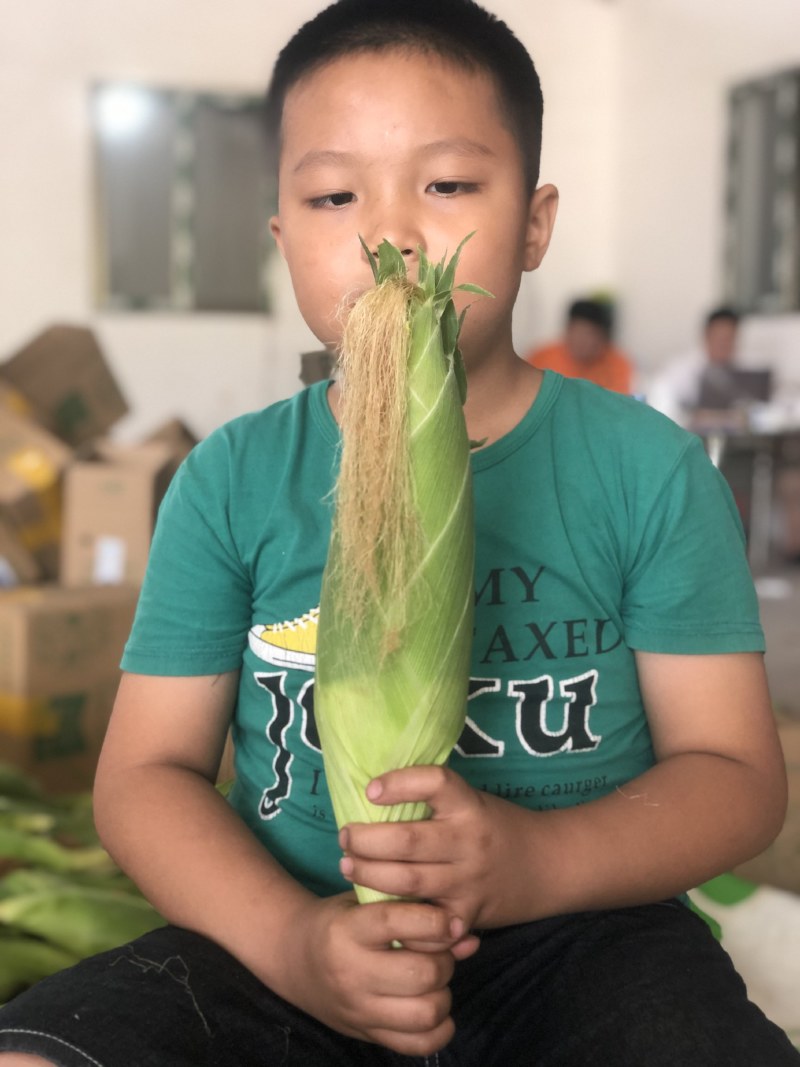 云南水果玉米一件代发甜脆玉米电商代发保质保量包售后