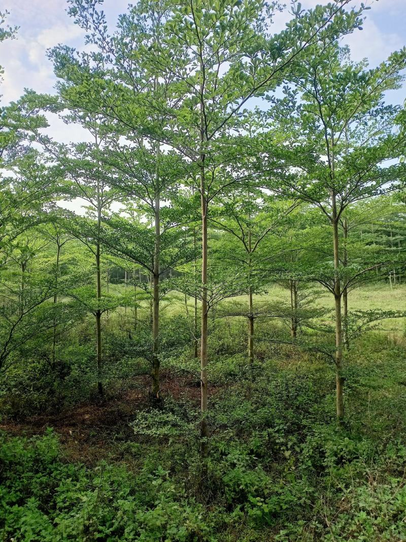 精品小叶榄仁