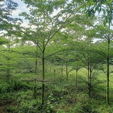 精品小叶榄仁