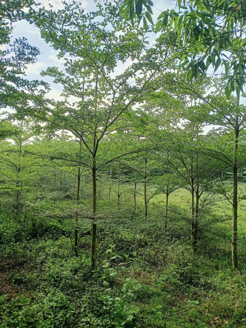 精品小叶榄仁