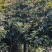 【推荐】5--20公分桂花树，基地直发保质保量，欢迎客商咨询