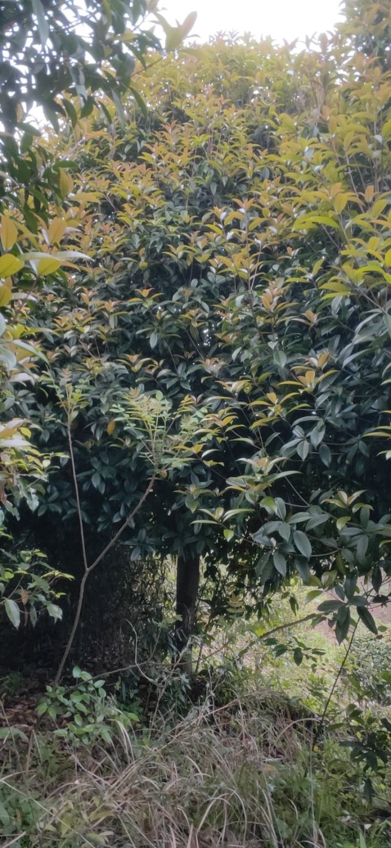 【推荐】5--20公分桂花树，基地直发保质保量，欢迎客商咨询