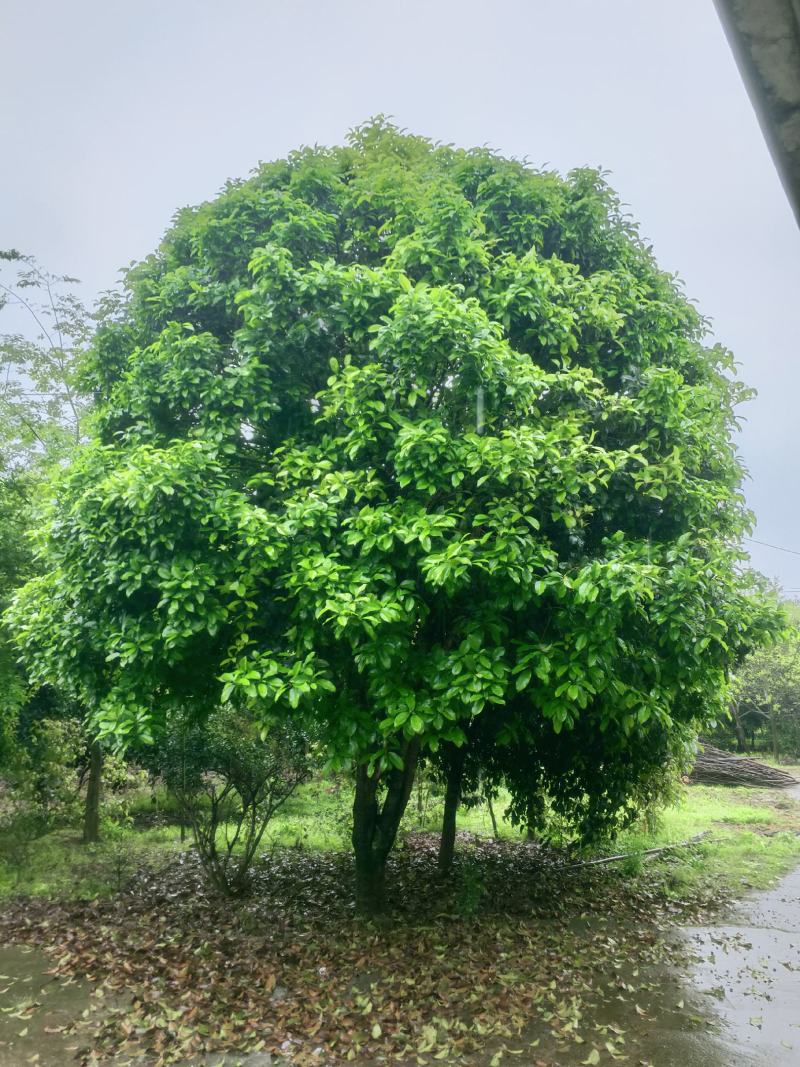 【推荐】5--20公分桂花树，基地直发保质保量，欢迎客商咨询