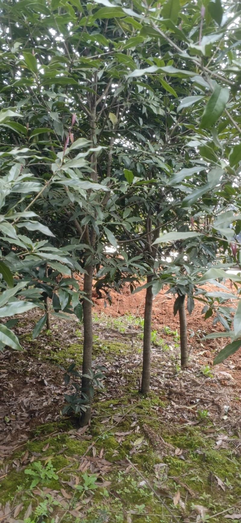 【推荐】5--20公分桂花树，基地直发保质保量，欢迎客商咨询