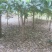 【推荐】5--20公分桂花树，基地直发保质保量，欢迎客商咨询