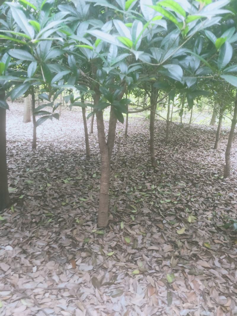 【推荐】5--20公分桂花树，基地直发保质保量，欢迎客商咨询
