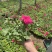 时令草花矮牵牛孔雀草太阳花一串红