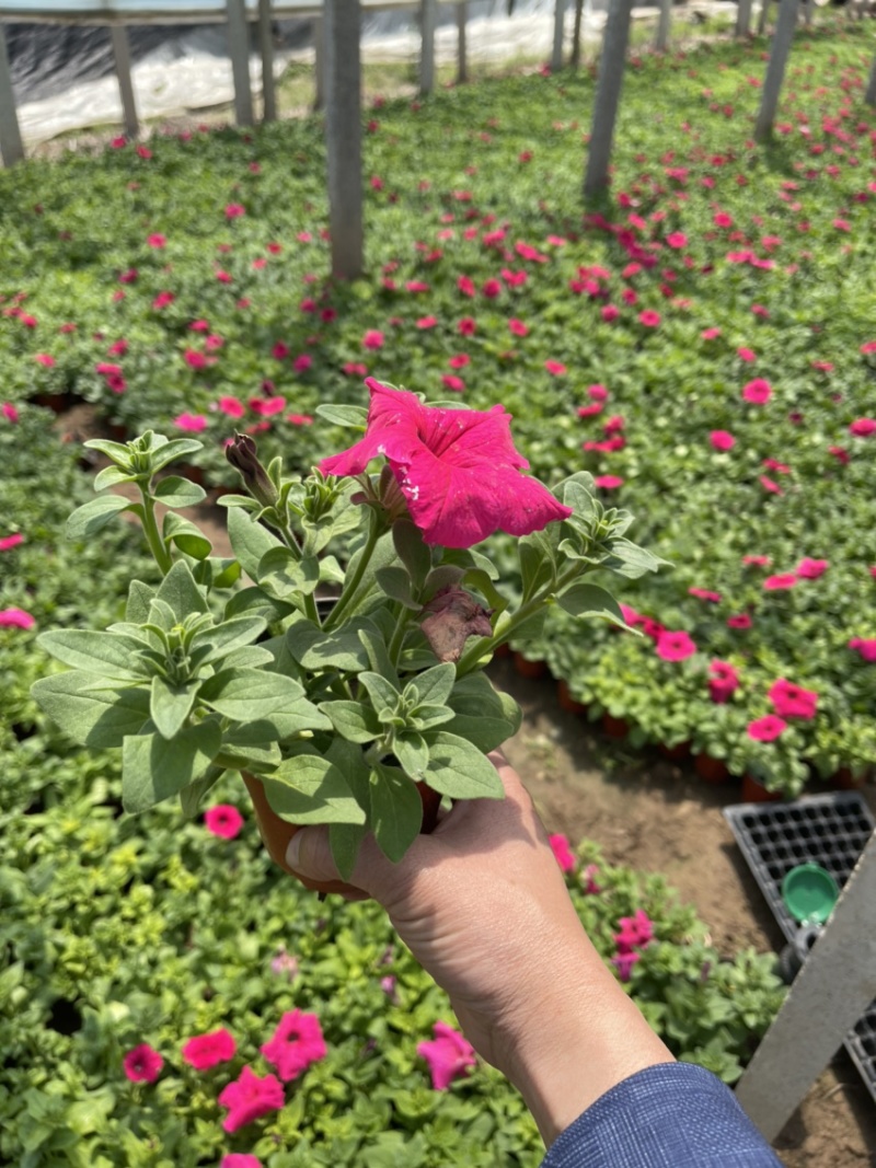 时令草花矮牵牛孔雀草太阳花一串红