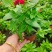 时令草花矮牵牛孔雀草太阳花一串红