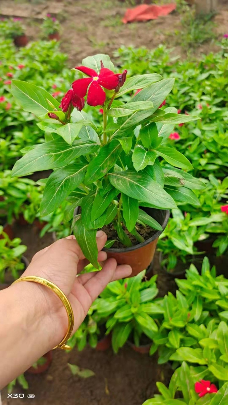 时令草花矮牵牛孔雀草太阳花一串红