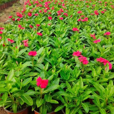 时令草花矮牵牛孔雀草太阳花一串红