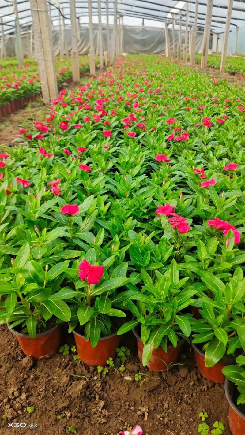 时令草花矮牵牛孔雀草太阳花一串红